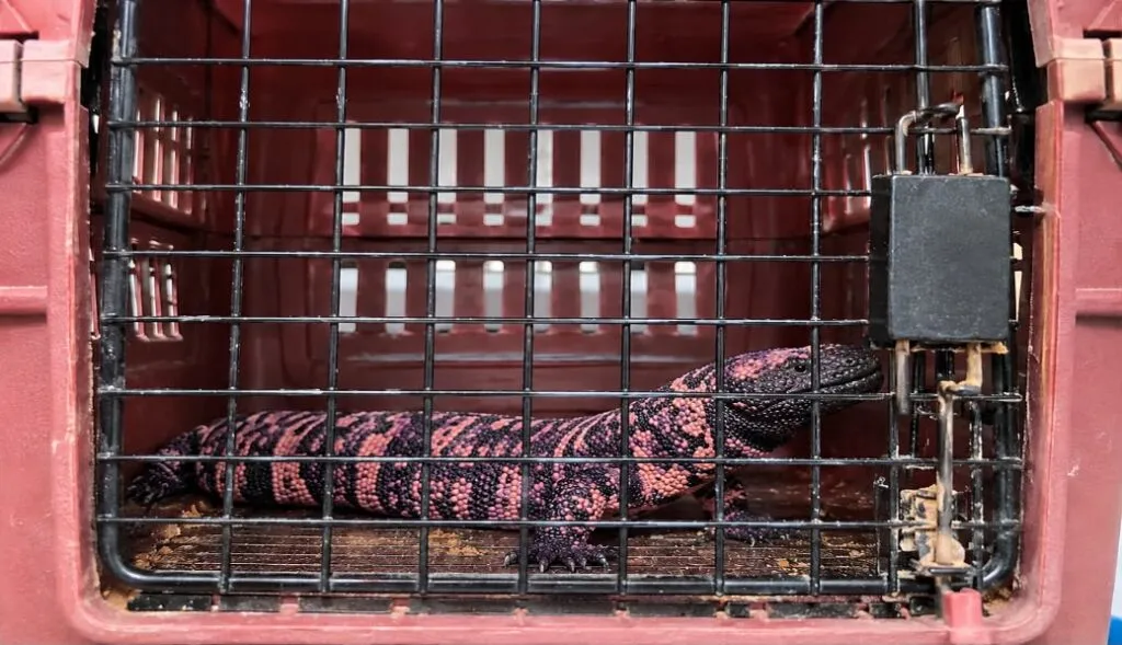 Persona es detenida en caseta de Pamillas Querétaro con monstruo de Gila y víbora de cascabel en su auto