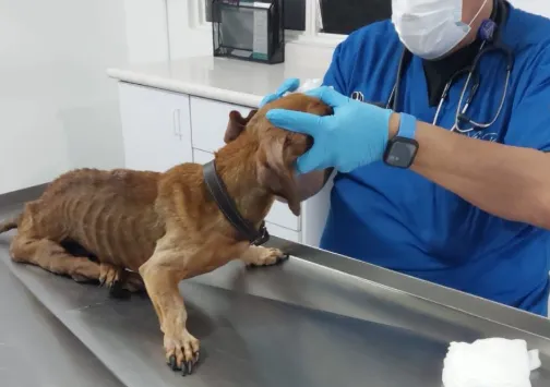Prevén denuncia y procedimiento por caso de lomito rescatado en Morelia