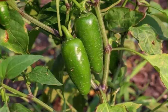 Picudo golpea producción de chile en Jiménez; cosecha cae casi a la mitad