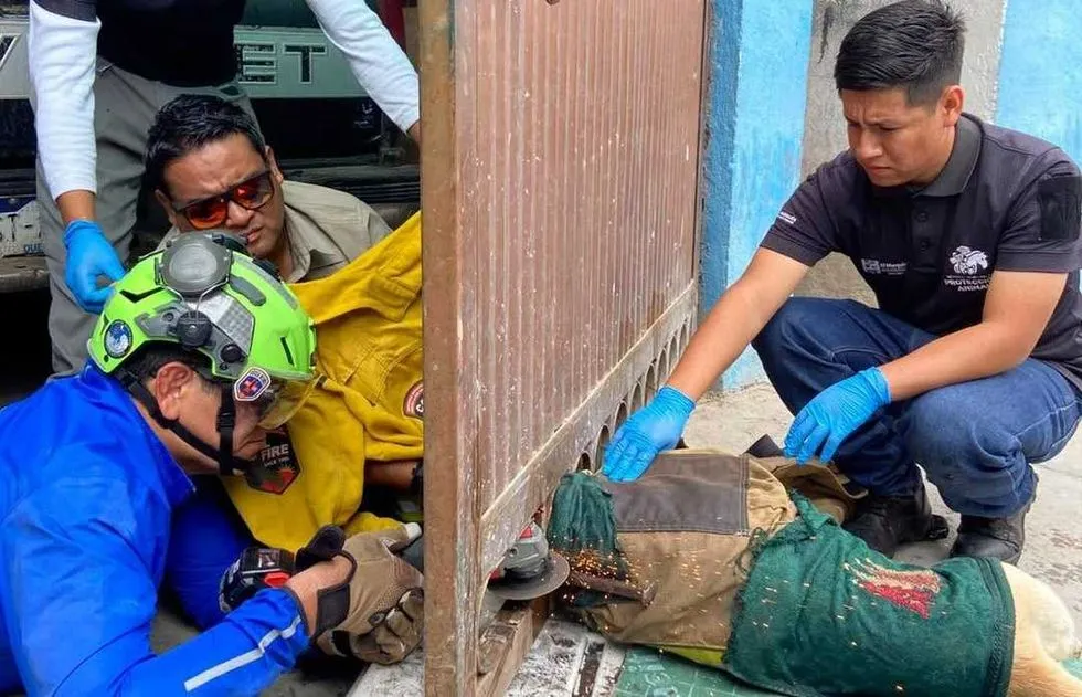 Rescatan a perro atrapado en un portón en Amazcala, El Marqués
