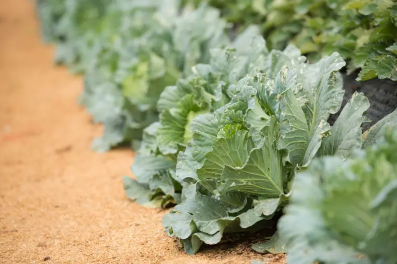Detecta FDA presencia de Cyclospora en planta ligada a brote de lechuga