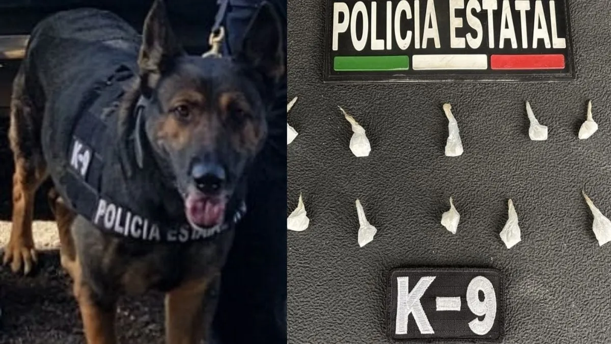 Detienen a Alberto “N” con 10 envoltorios de presunto narcótico en la colonia Miguel Hidalgo de Hermosillo durante operativo K9