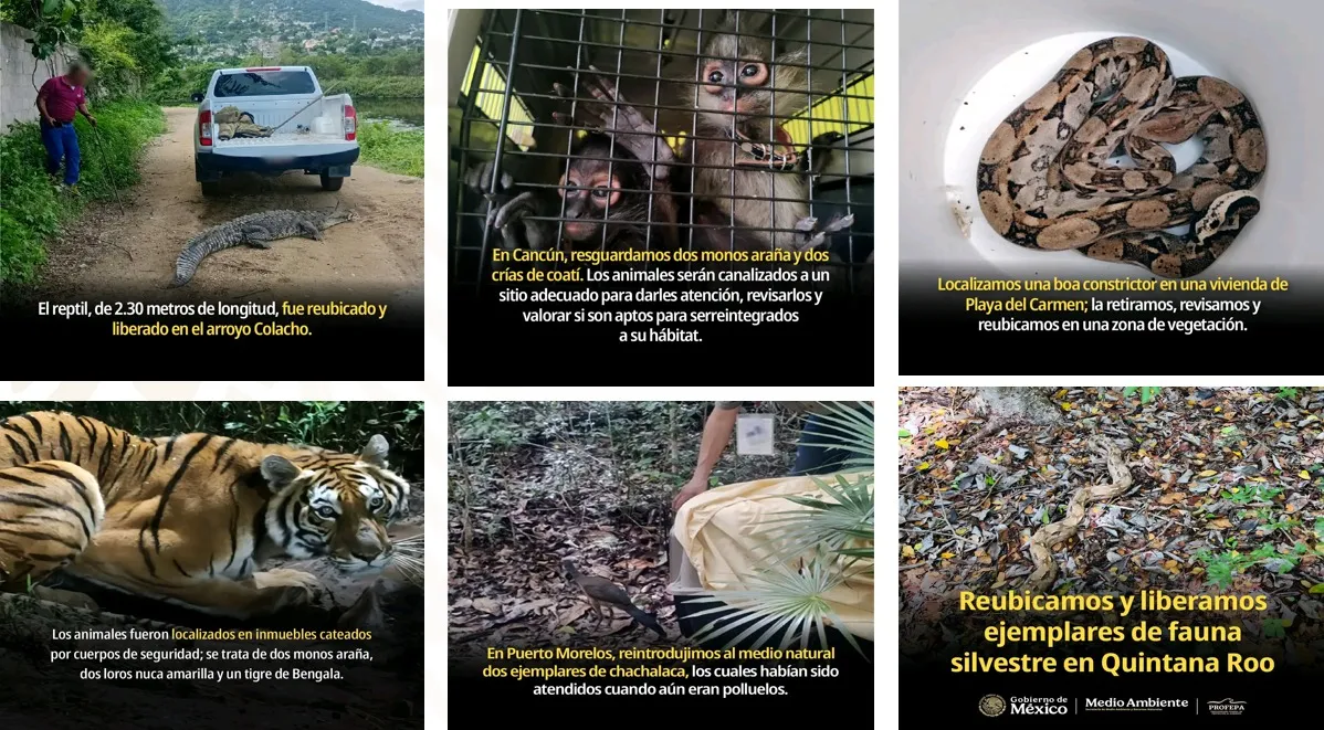 Fortalece Guerrero coordinación para atender incidentes con fauna silvestre