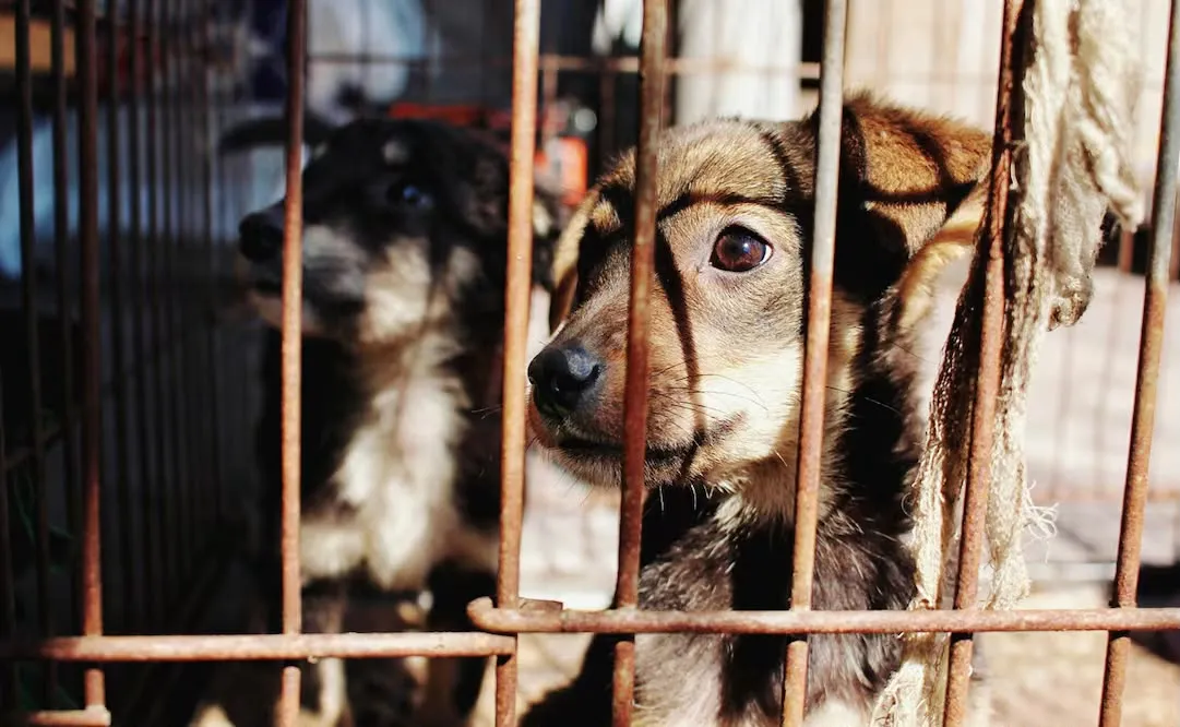 Congreso alista votación para aumentar penas por maltrato animal en SLP