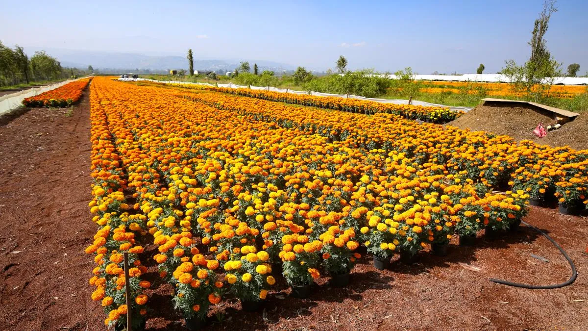 CDMX alcanza producción récord de 10 millones de plantas de cempasúchil