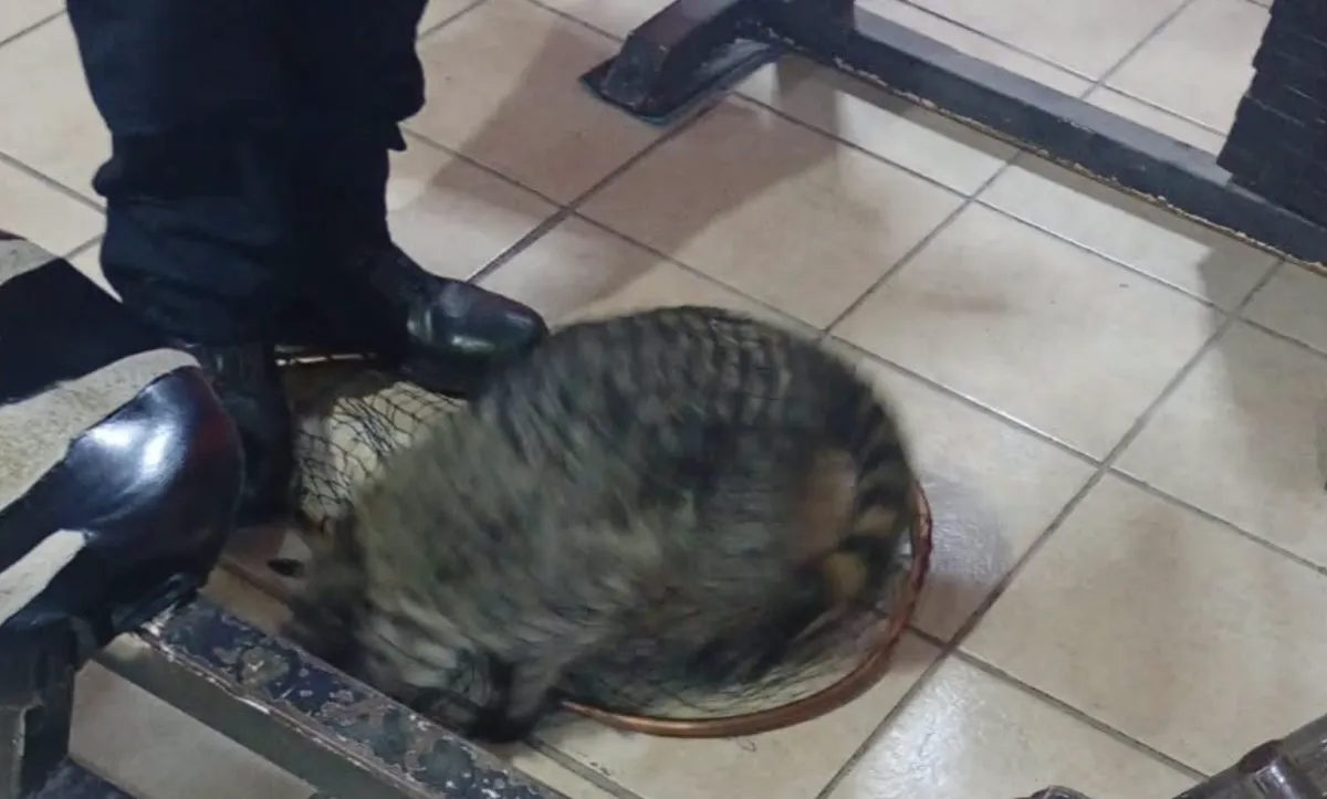 Aseguran un mapache en gimnasio de Saltillo; pensaban que era un gato