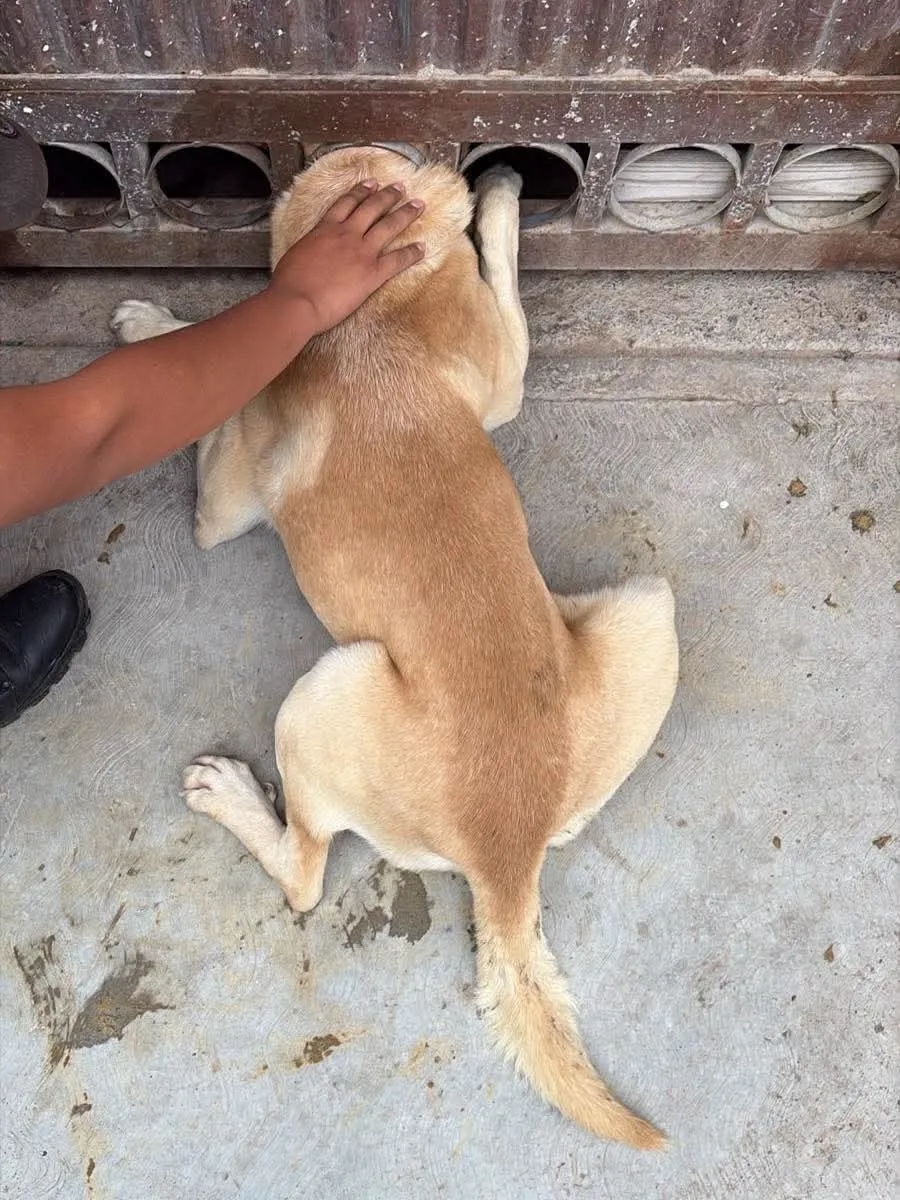 Rescatan a perrito atrapado en un portón de Amazcala; tuvieron que cortar el metal para liberarlo