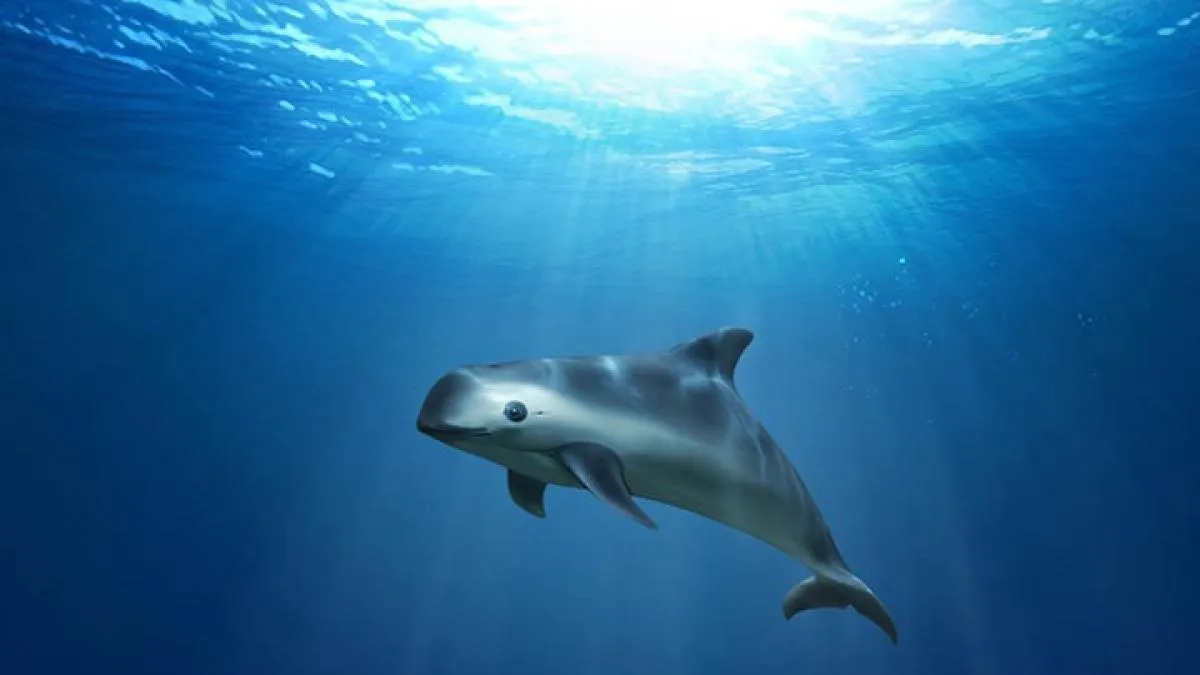 “Pescadores deben vivir", razón para reducir santuario de vaquita