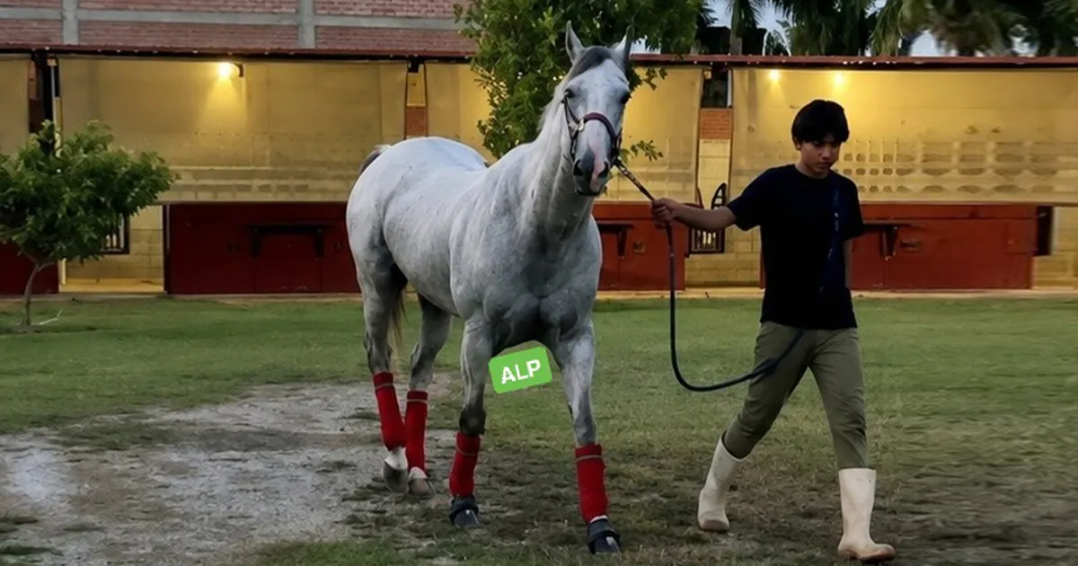 Usaron caballos finos para lavar dinero al Cártel del Noreste