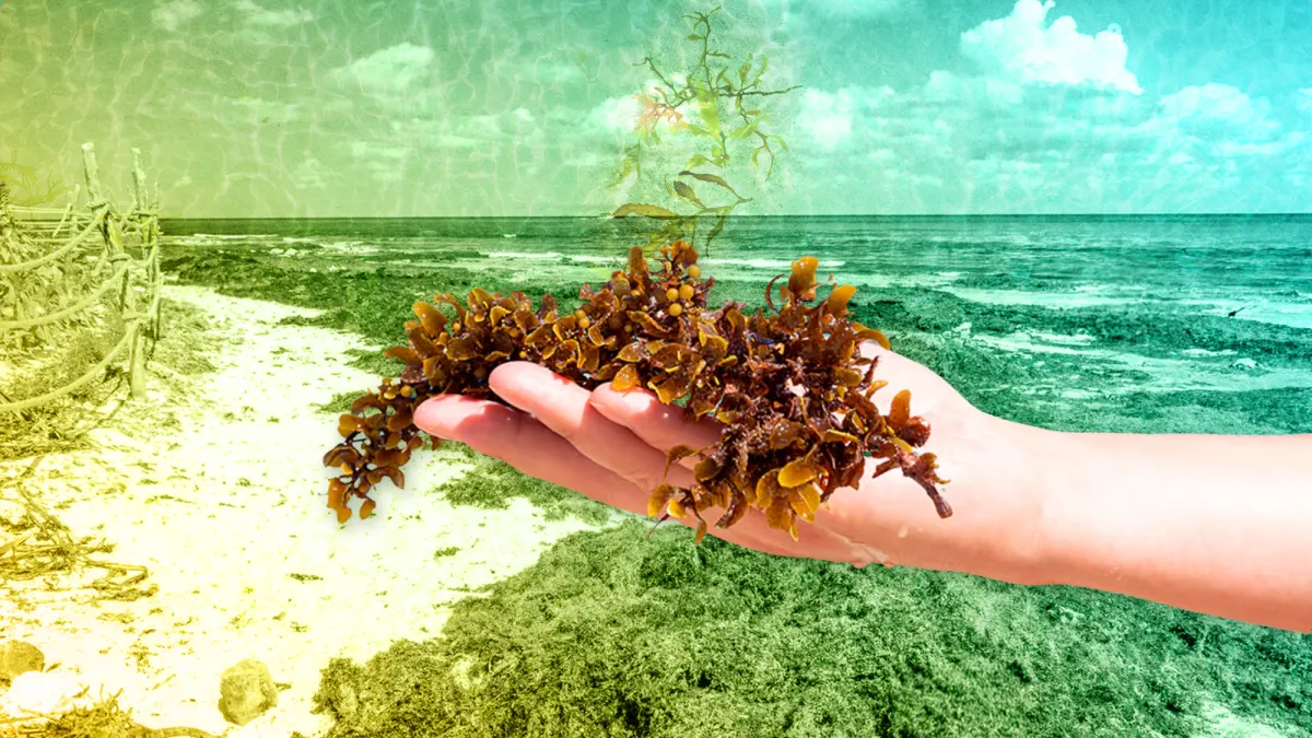 Startup de Yucatán convierte sargazo en bioplásticos