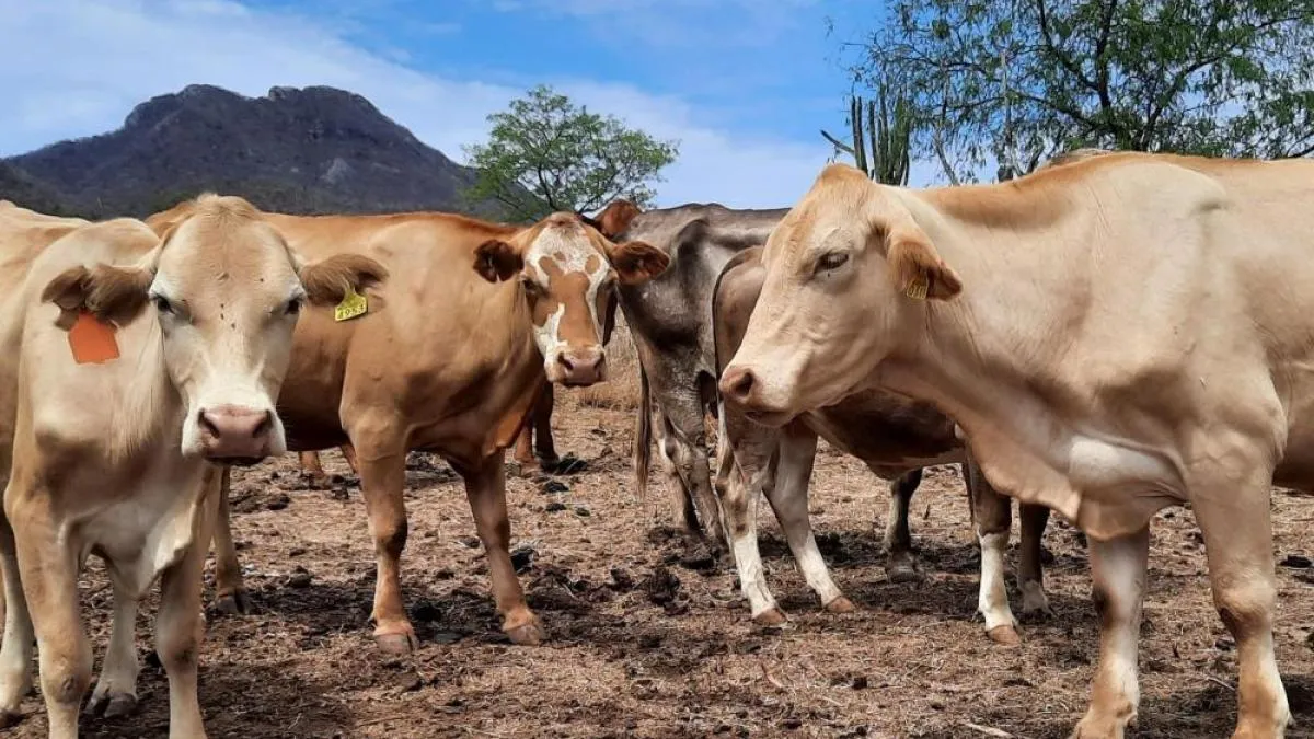 EU detecta casos de gusano barrenador en fauna silvestre de Texas y una vaca de Nuevo México