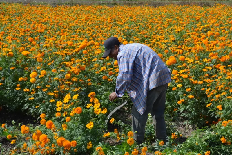 Prevé Michoacán producir 600 mil manojos de cempasúchi