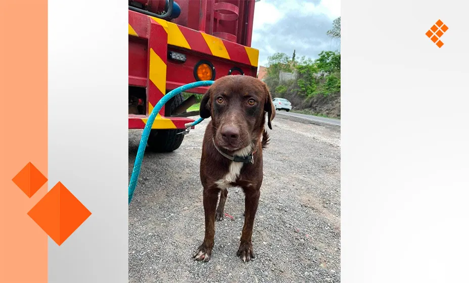 Perro guanajuatense va a hogar neoyorquino