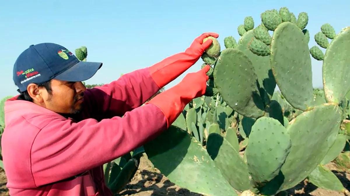 El nopal ya cuesta hasta 65 pesos el kilo ¿Por qué se está encareciendo en México?