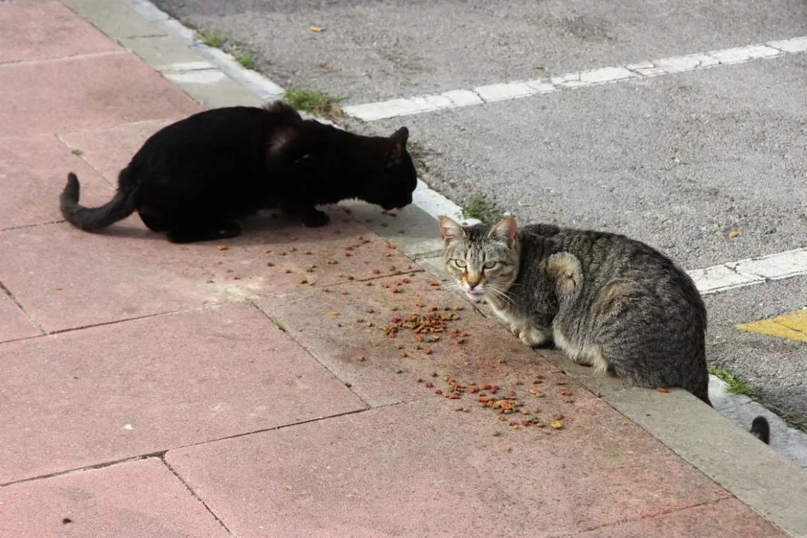 Investigan ataques con posibles armas de fuego contra 2 gatos en NJ