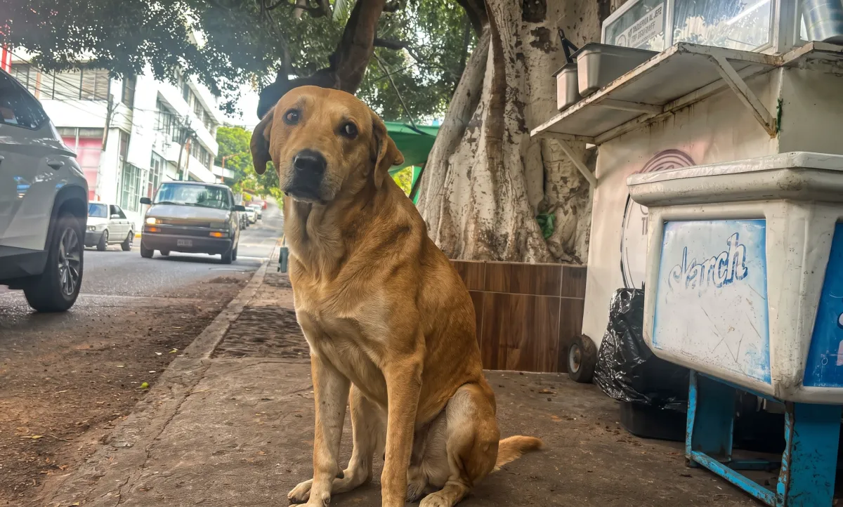 Preocupa gusano barrenador en perros callejeros