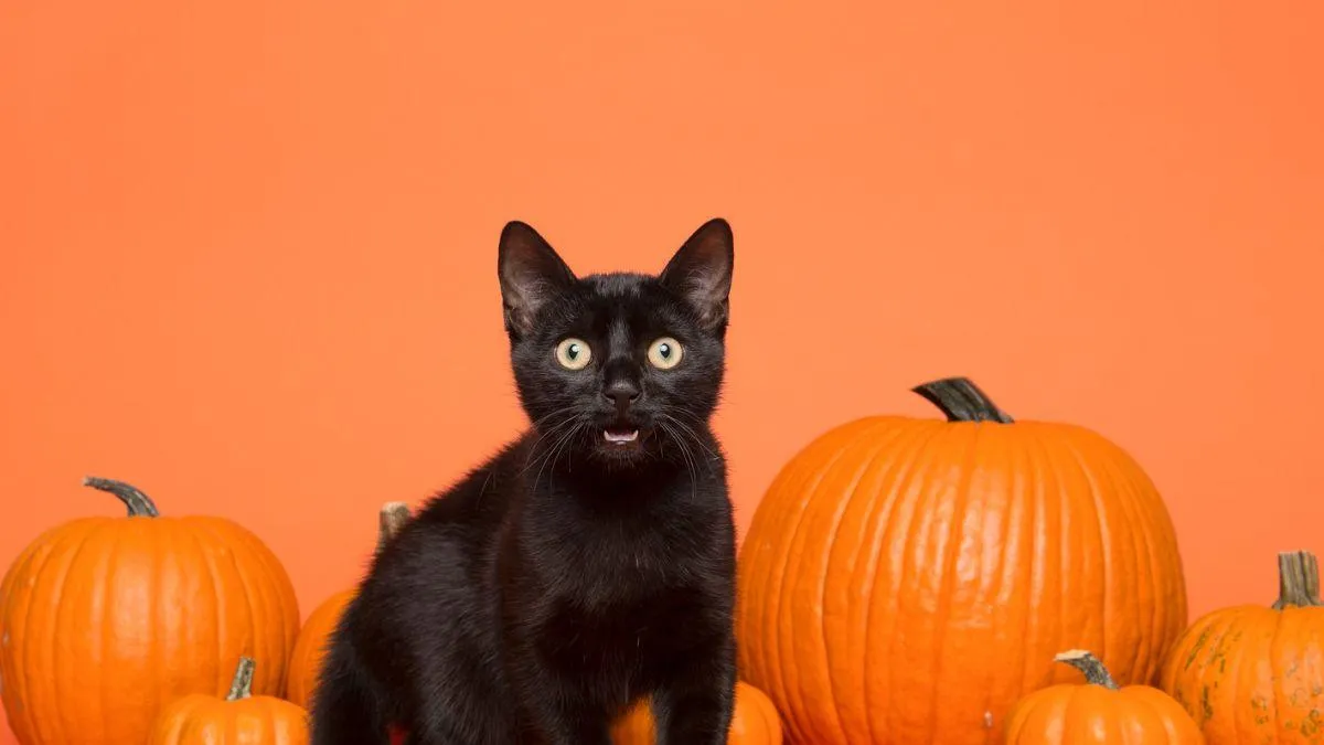 ¿Tienes un gato negro? Estos son los cuidados que debes tener en Halloween para protegerlo