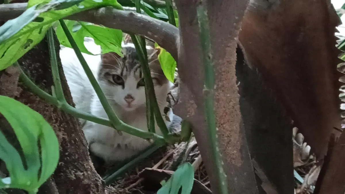 Gatos abandonados en Iztapalapa serán esterilizados, pero volverán a la calle