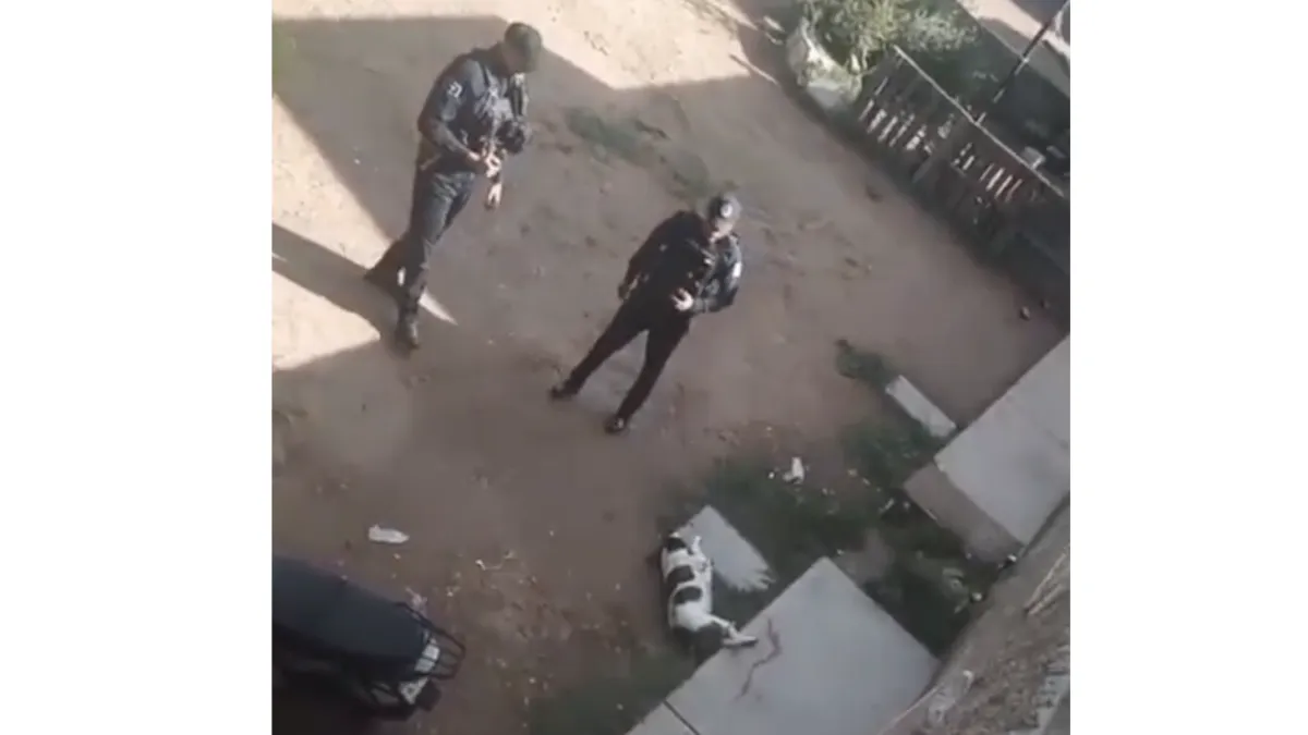Policía de Aguascalientes mata de un disparo a perrita pitbull; detienen al dueño