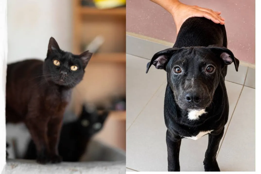 Piden frenar adopciones de mascotas de color negro durante Halloween para evitar sacrificios