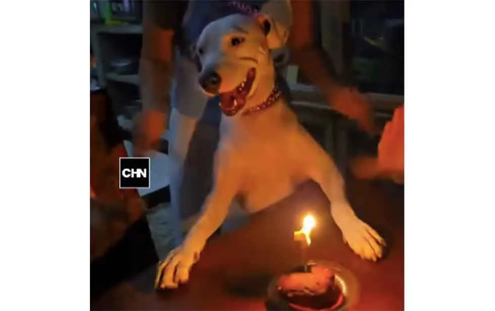 Celebran cumpleaños de perrito y casi muerde a su único invitado