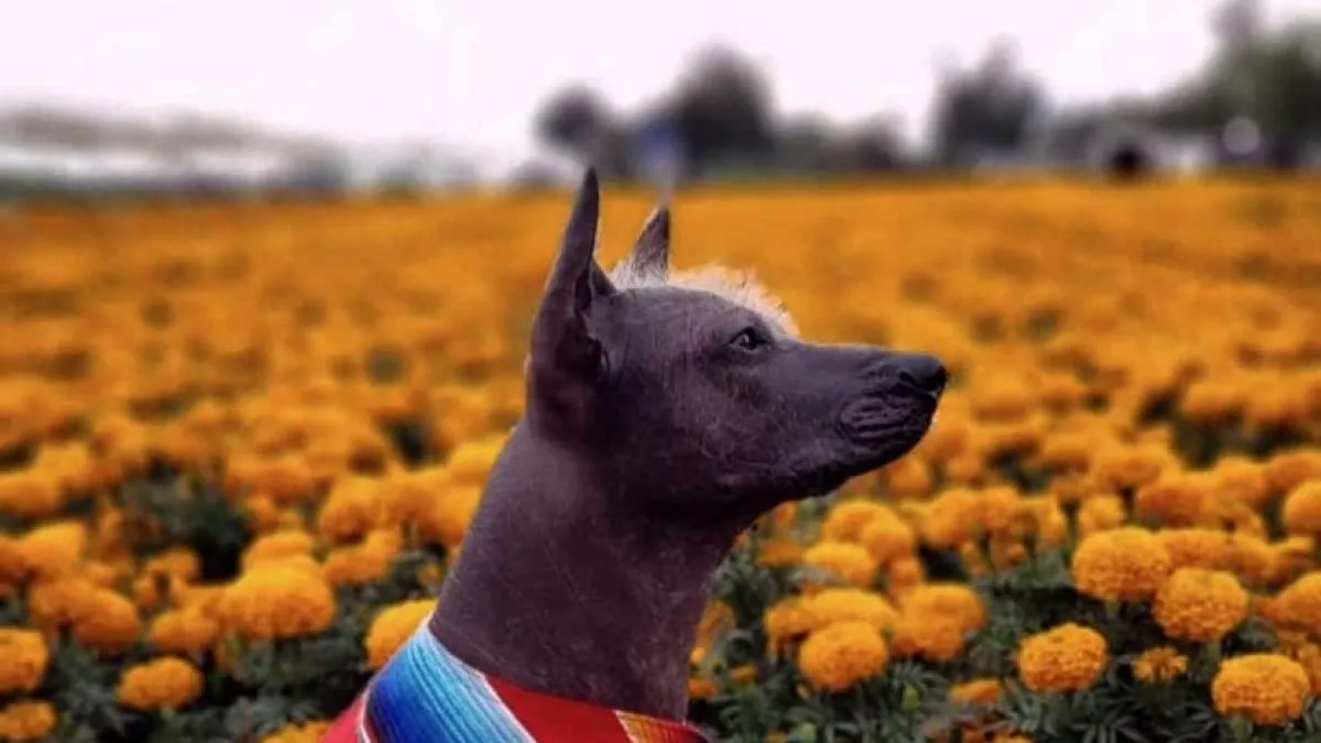 Nombran al xoloitzcuintle patrimonio inmaterial en CDMX