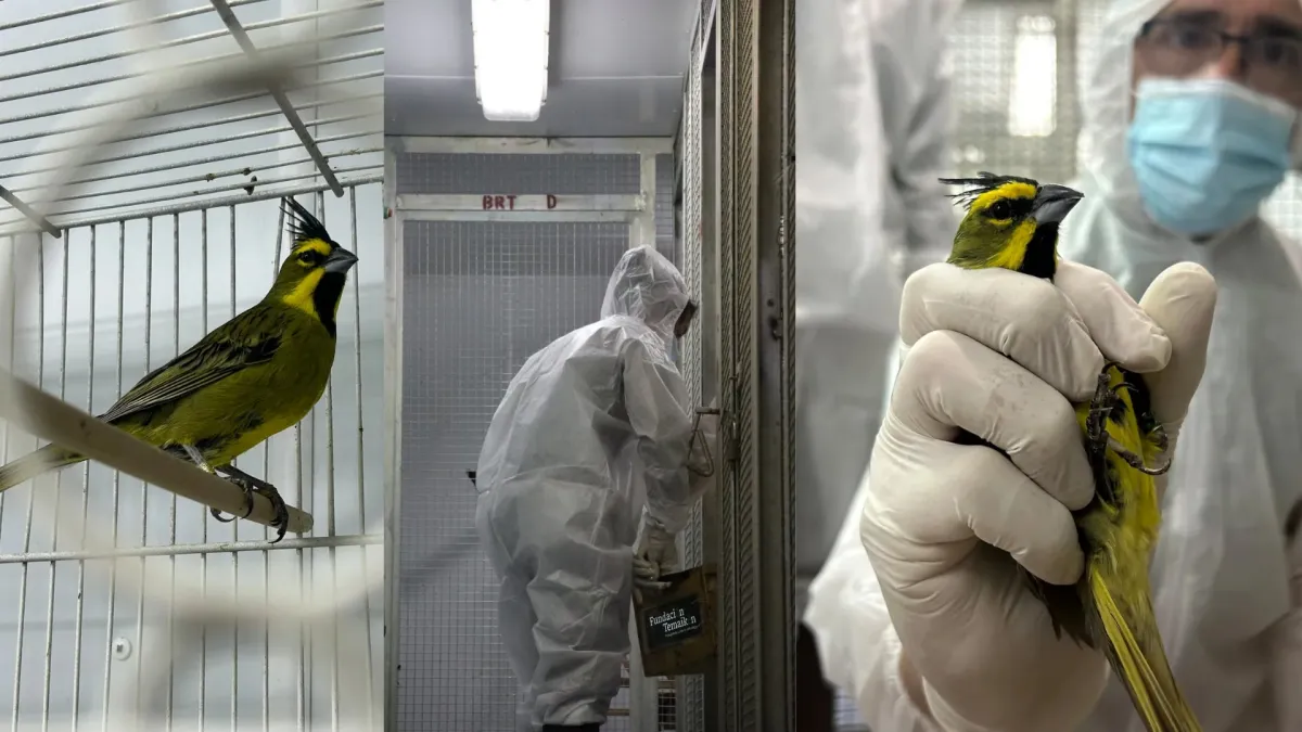 47 animales víctimas del tráfico ilegal regresaron de Uruguay a Argentina y ahora deberán pasar por controles sanitarios y rehabilitación antes de que los especialistas determinen si pueden volver a vivir en libertad