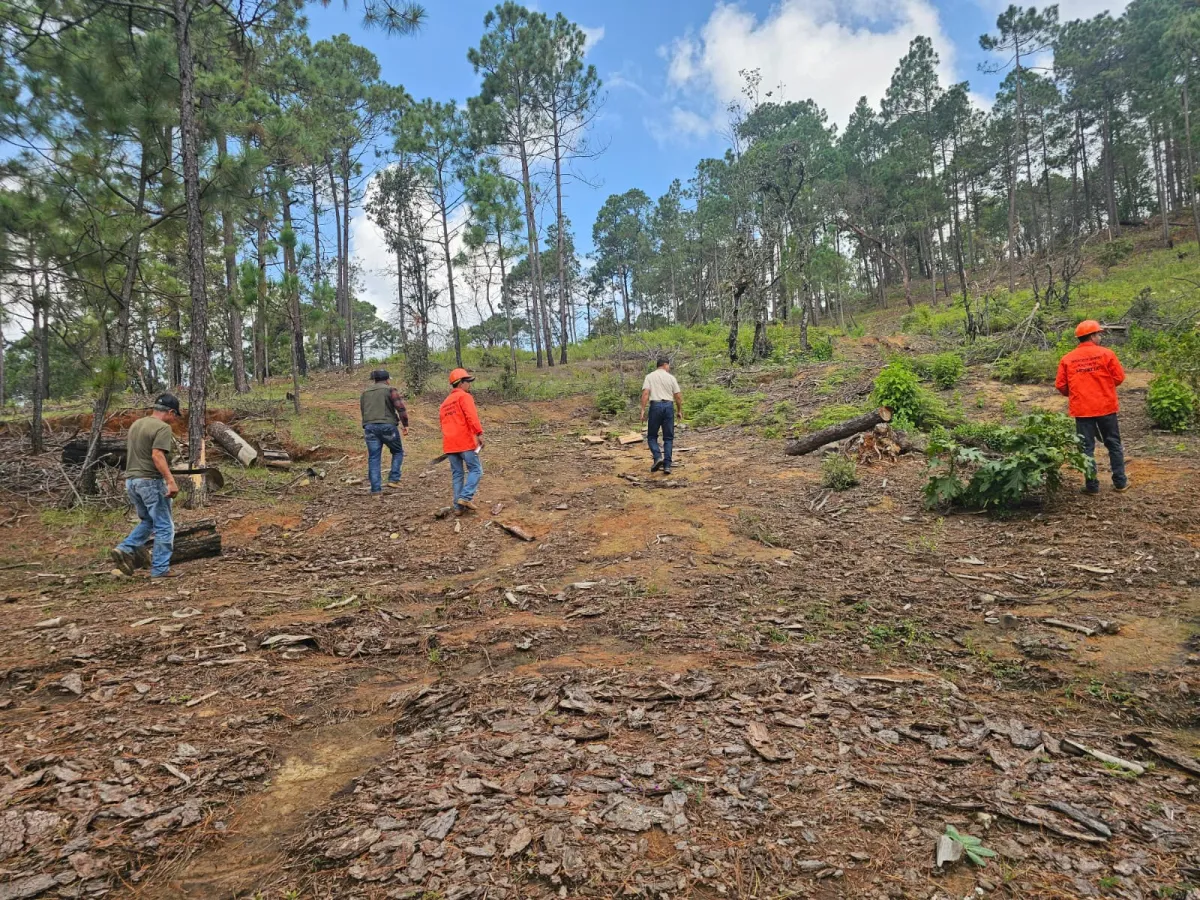 Activa Gobierno de Morelia la Brigada de Sanidad Forestal