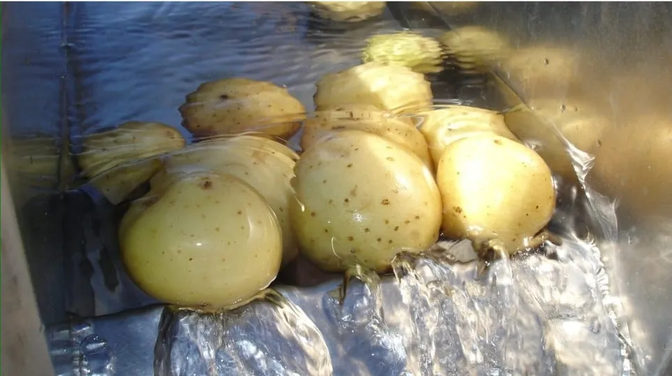 Reciclaje inteligente del agua sin cloración al lavar papas y hortalizas, la apuesta sustentable neozelandesa