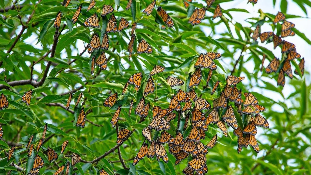 Mariposas Monarca cada vez más cerca de sus santuarios en Edomex y Michoacán