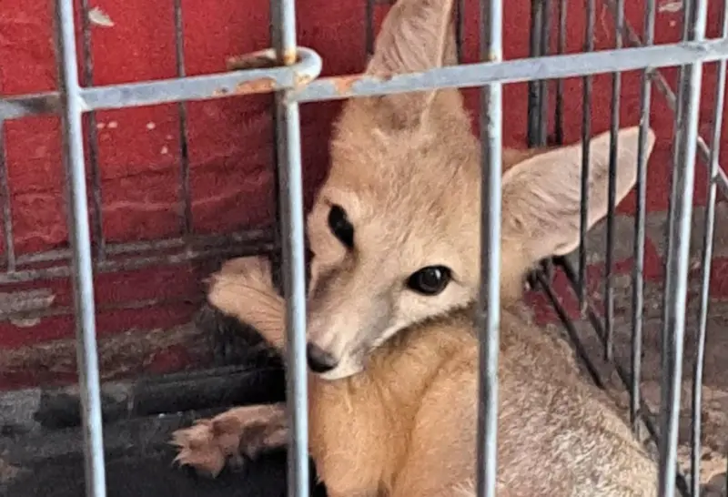 Rescatan a un zorro que pasó varios días atrapado en una zanja en el desierto de San Luis