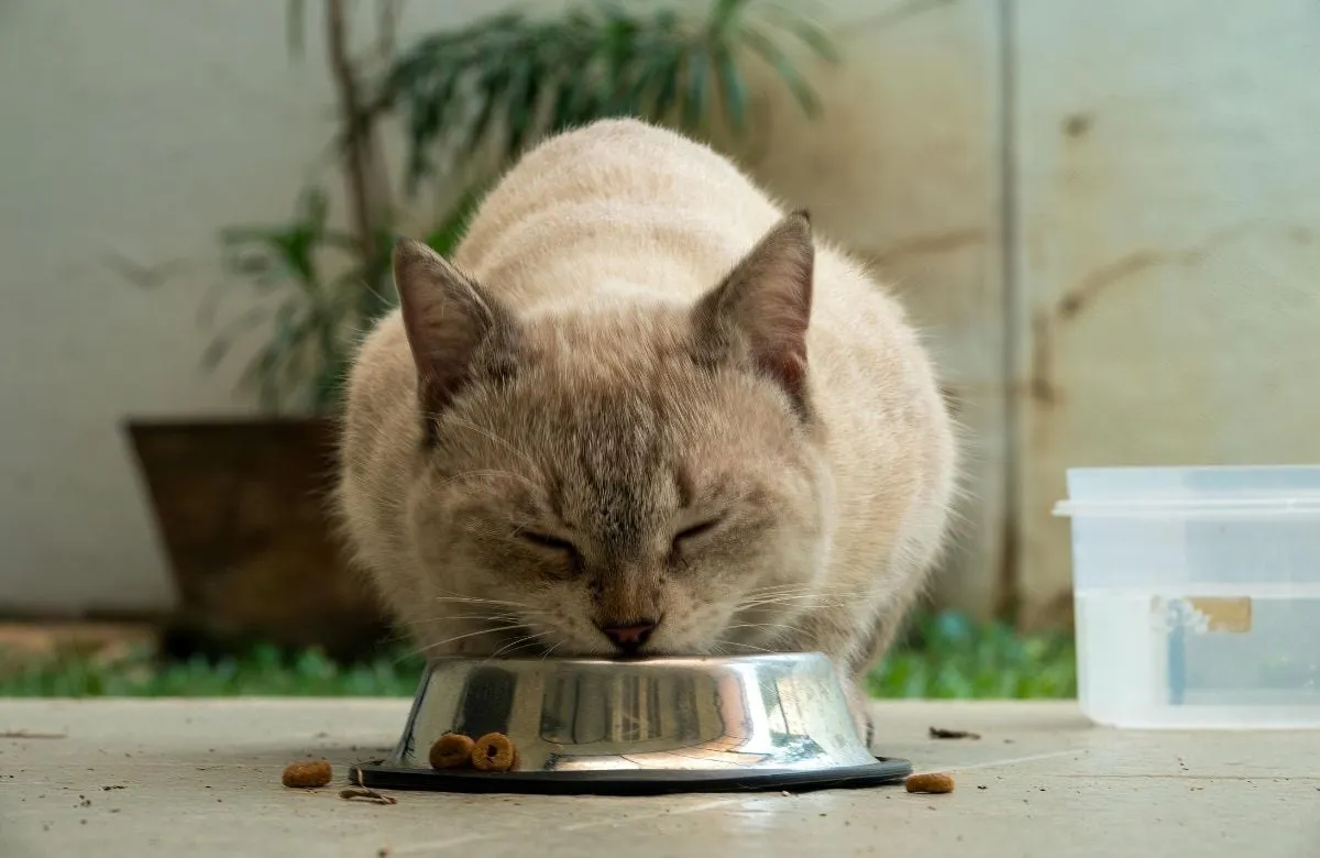 Las enfermedades renales en felinos son de las más comunes y suelen avanzar en silencio, prestar atención al consumo de agua, el apetito y permiten identificar el problema a tiempo