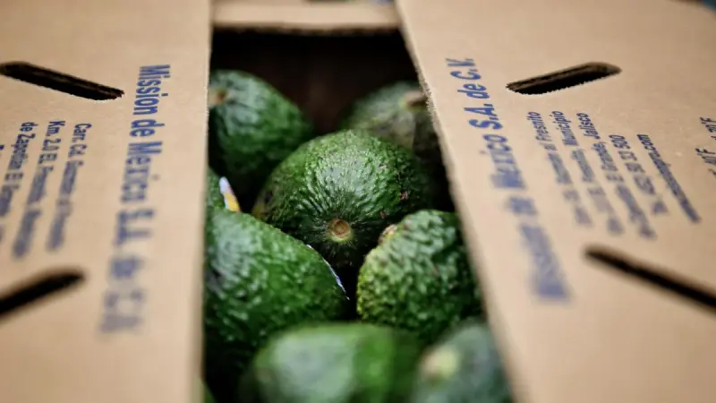 COCENA pide que Certificado Laboral en el aguacate evite simulación y garantice empleos reales