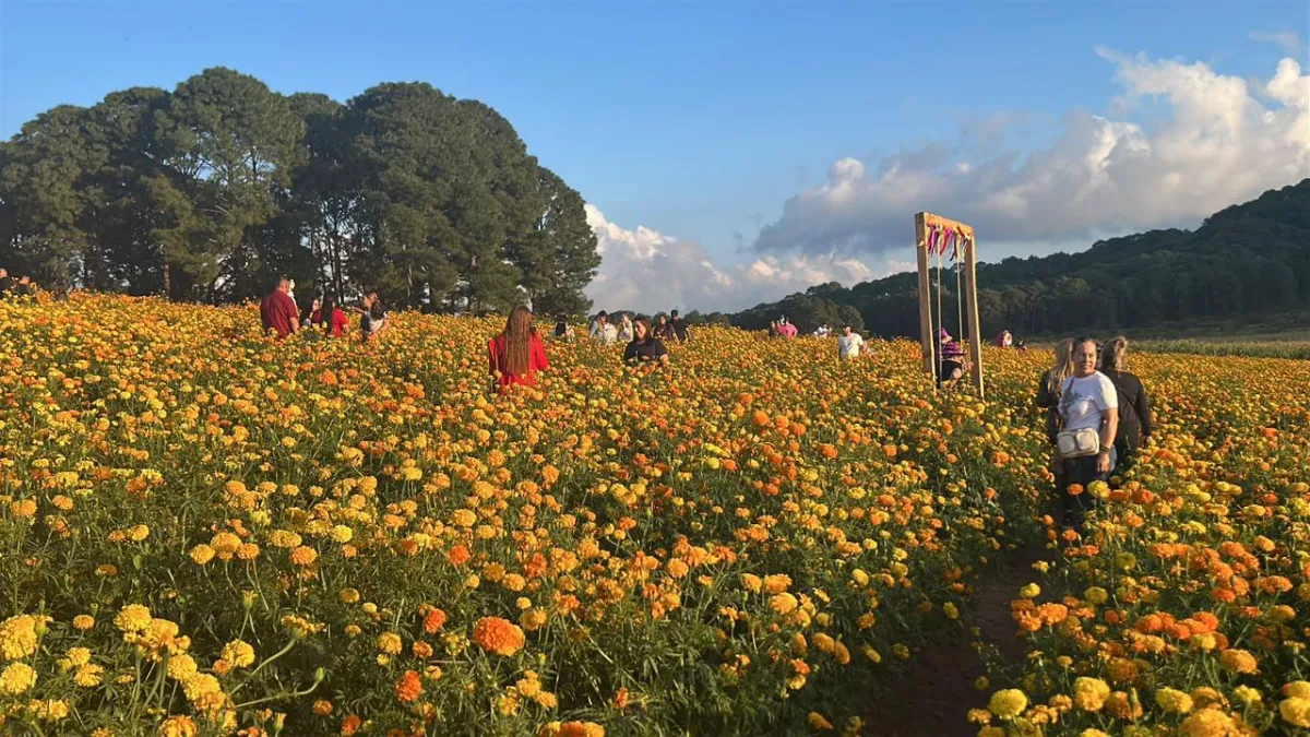 Inauguran en Surutato el primer campo de cempasúchil de Sinaloa