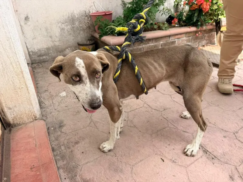 Rescatan a perrita en estado severo de desnutrición en Zitácuaro