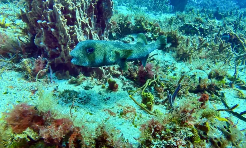 Dan respiro a arrecifes con cierres al turismo en Quintana Roo