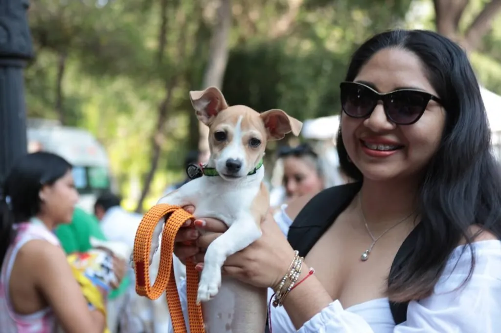 Anuncia AMEQ segunda Jornada Petfriendly