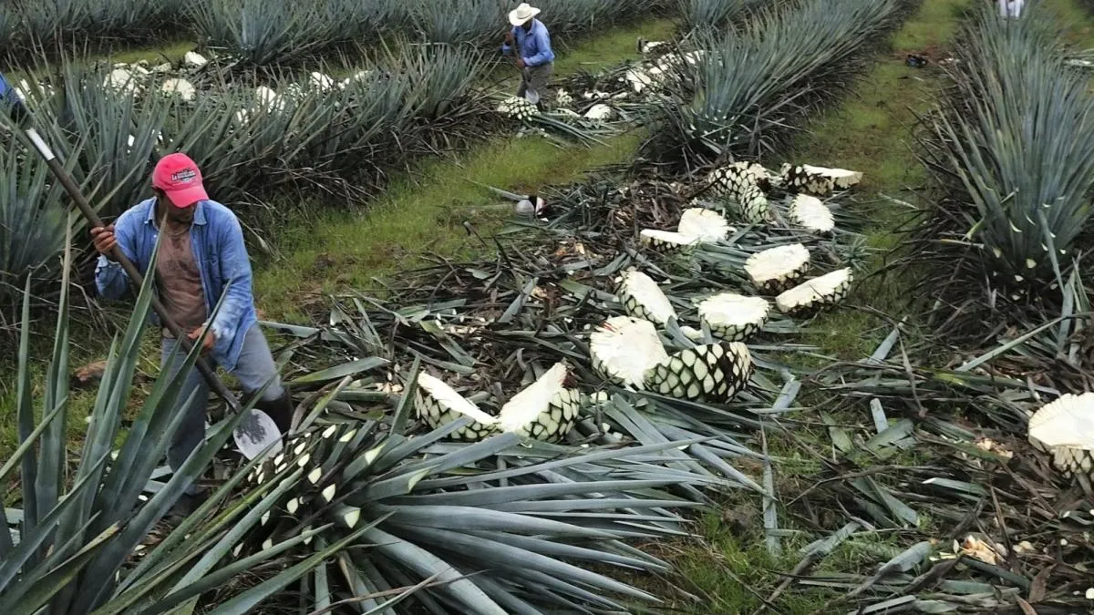 Sheinbaum busca solución integral a la crisis de productores de agave