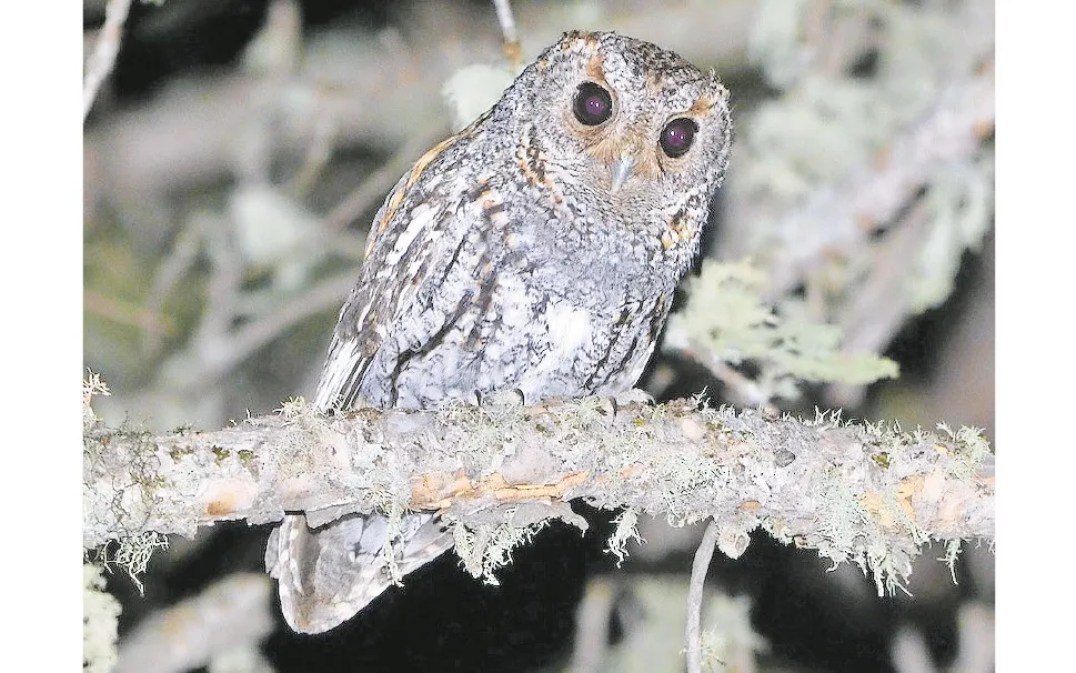 Logran registrar tecolote oriundo de sierra de Juárez