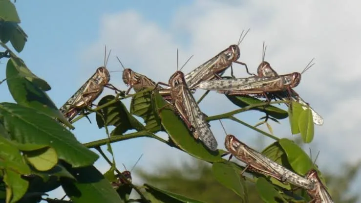 Langostas invaden cultivos en tres municipios de la Sierra Gorda
