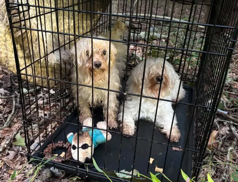 Busca Policía de Monroe a dueños de perros hallados abandonados