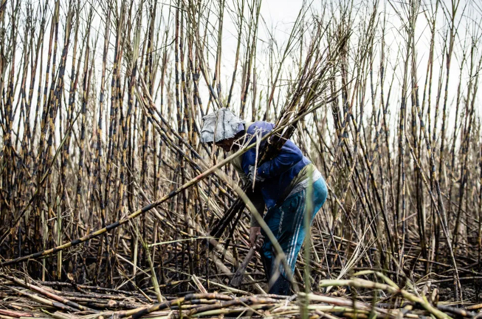 Cañeros de la Huasteca prevén mejor zafra por exportaciones