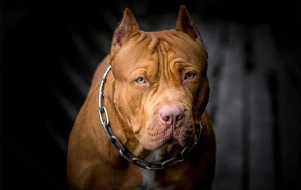 Eliminó UACJ procedimientos de corte de orejas y rabo en perros