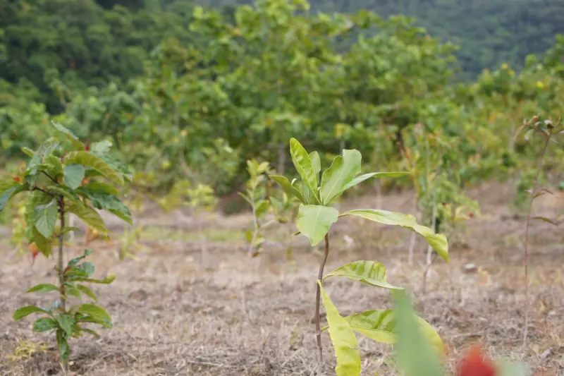 Una mujer compró 18 hectáreas usadas para cultivar caña de azúcar, plantó más de 119 mil árboles y una década después recuperó la selva tropical y el hábitat de especies nativas
