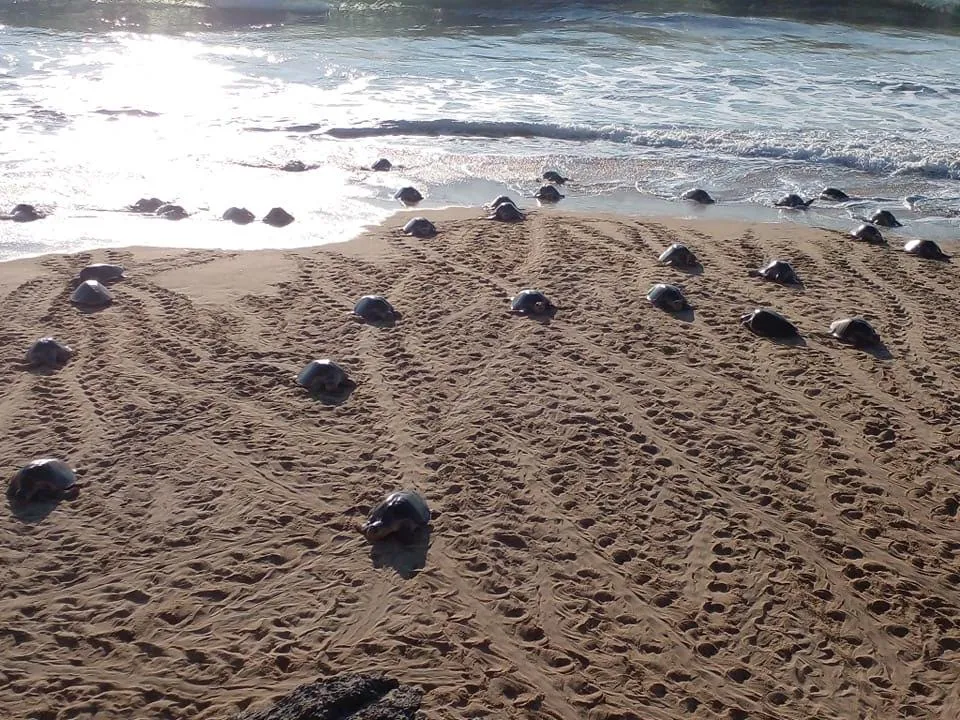Pese a 3 huracanes, campamentos tortugueros en condiciones óptimas