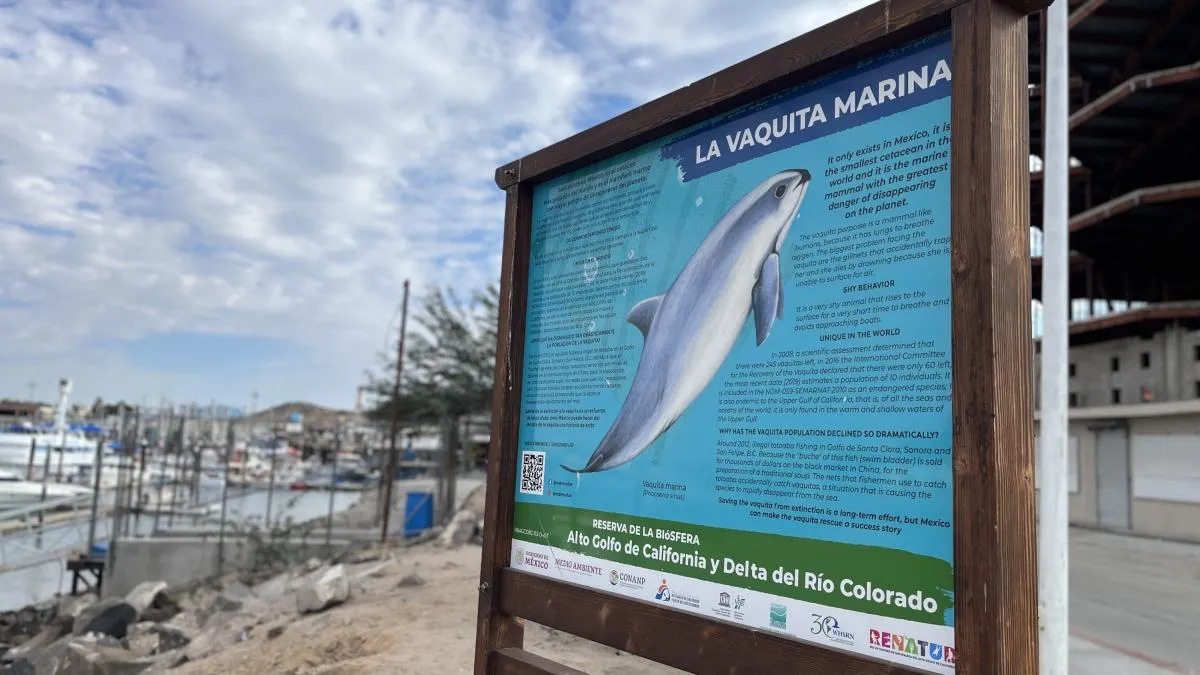 Vaquita marina, en peligro: Ambientalistas alertan que nuevas regulaciones la llevarían a la extinción