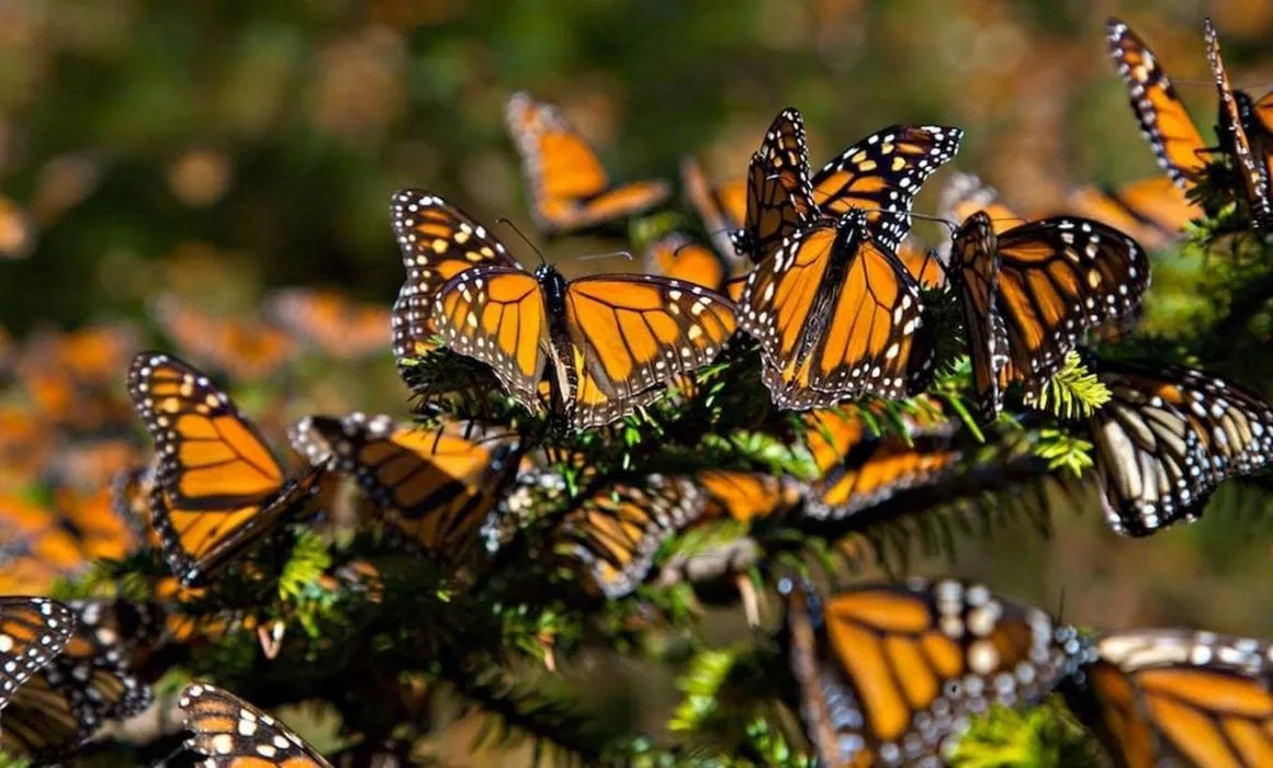Enseñarán a identificar y registrar mariposas monarca en Cerritos