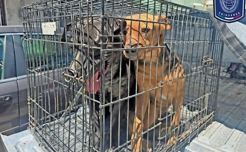 Ponen a salvo a mascotas maltratadas