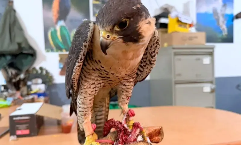 Rescatan a 2 hembras de halcón peregrino en Guadalajara