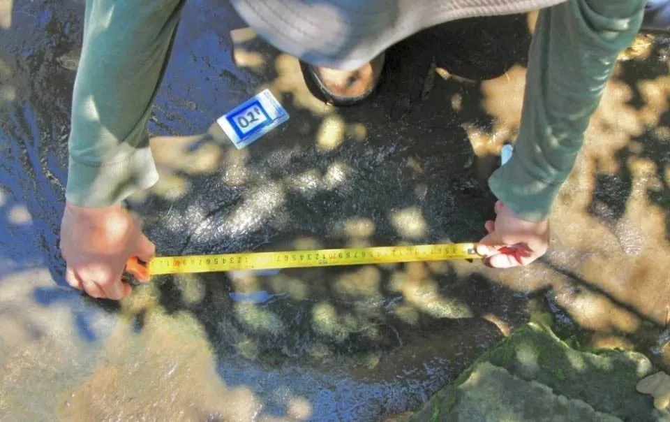 Hallan 50 huellas fosilizadas de dinosaurios en Apatzingán